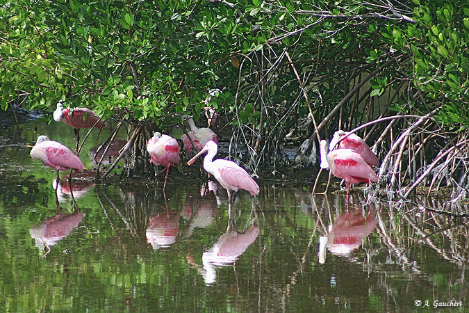 Roseate spoonbills